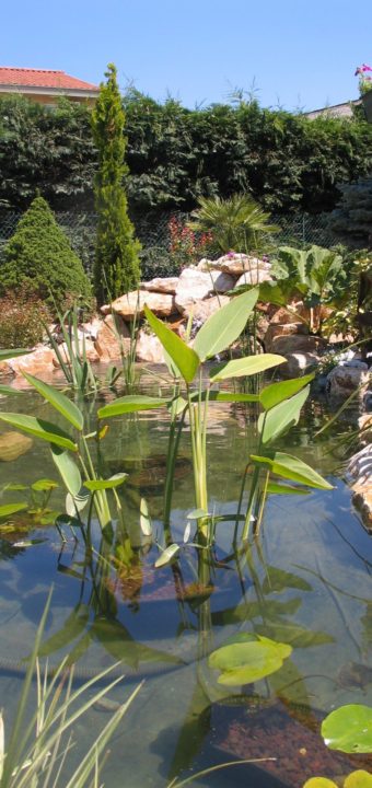 Bassins paysagés et bassins aquatiques